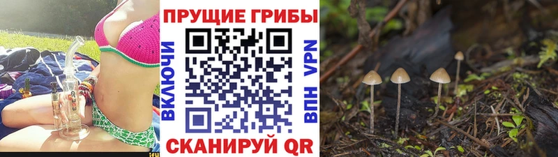 Галлюциногенные грибы Psilocybine cubensis  Шиханы 